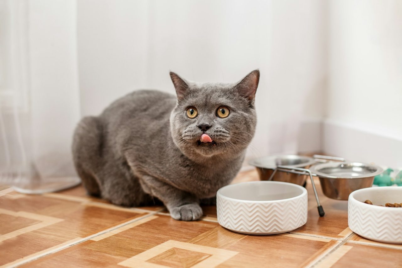 british-shorthair-eating-from-a-ceramic-bowl-pet-concept-.jpg