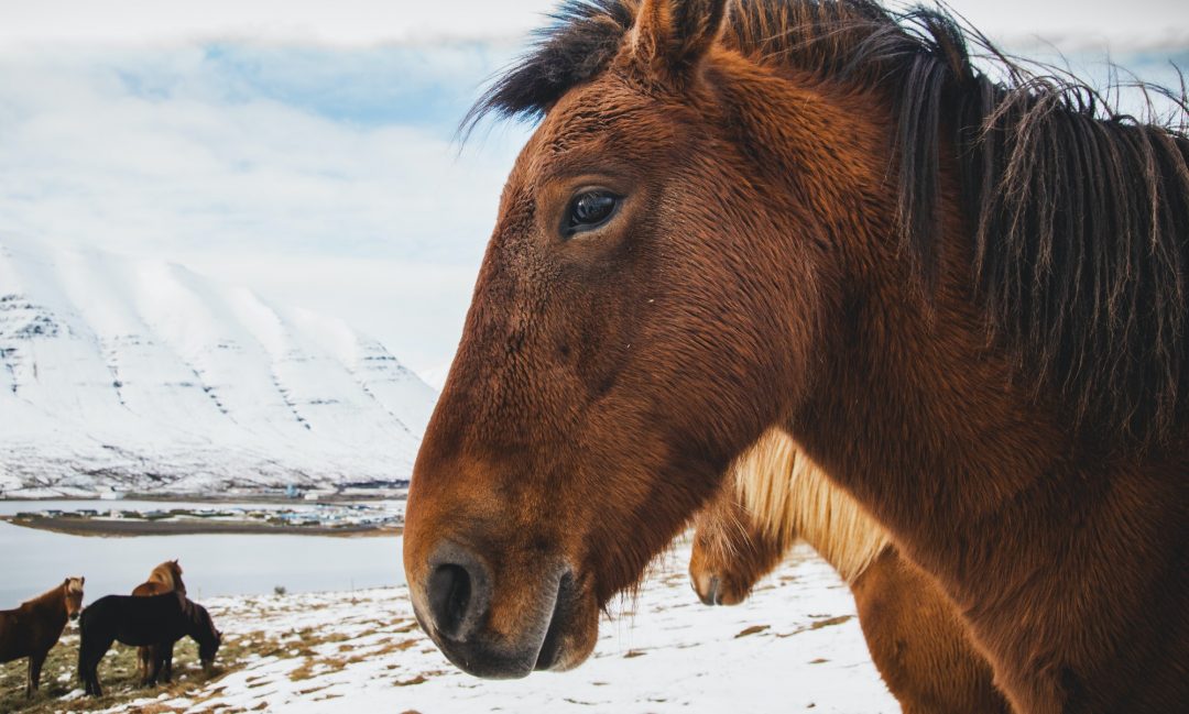 portraits-of-icelandic-race-horses-on-a-snowy-mountain-protected-purebred-animals-.jpg